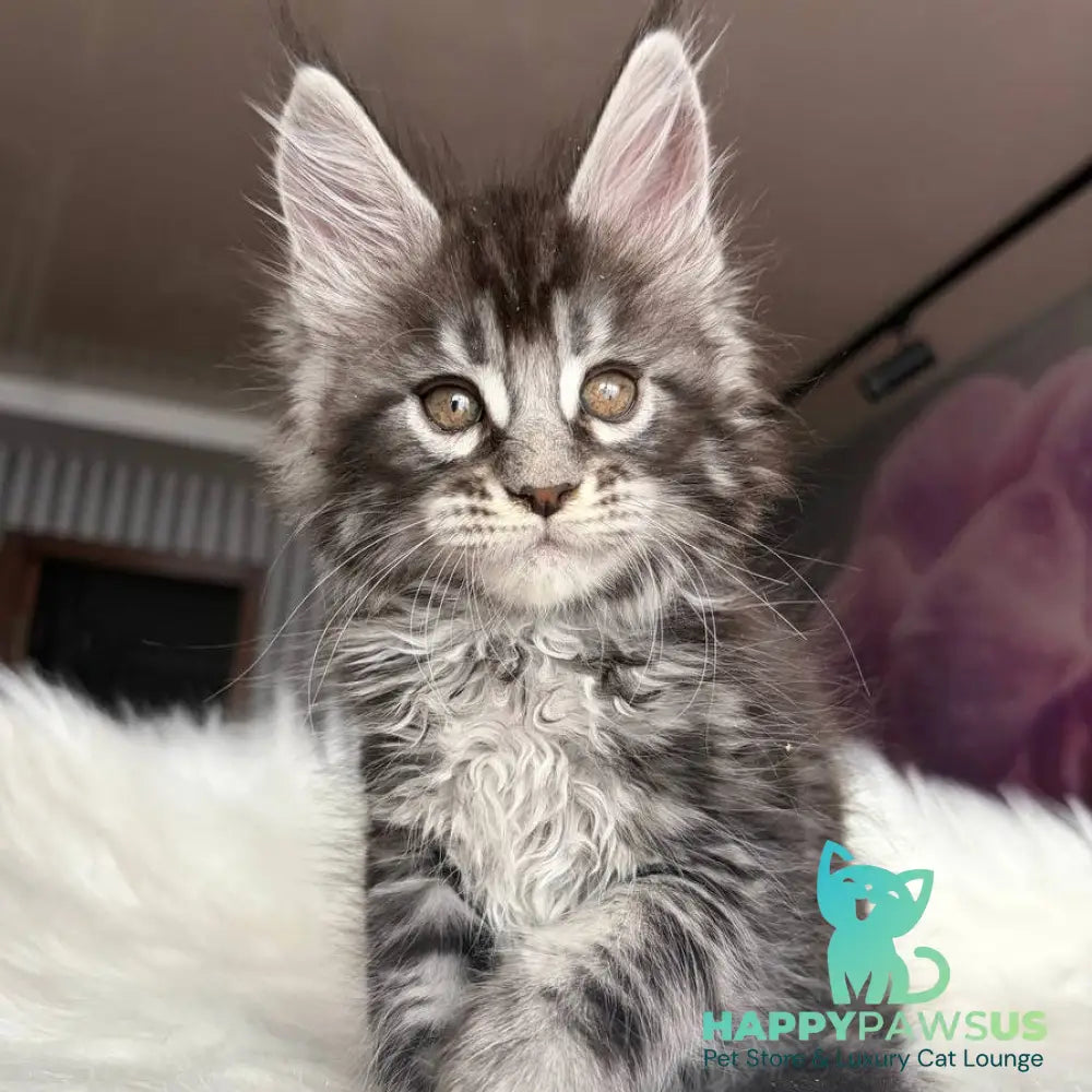 Yasmin Maine Coon male black silver tabby - live animals