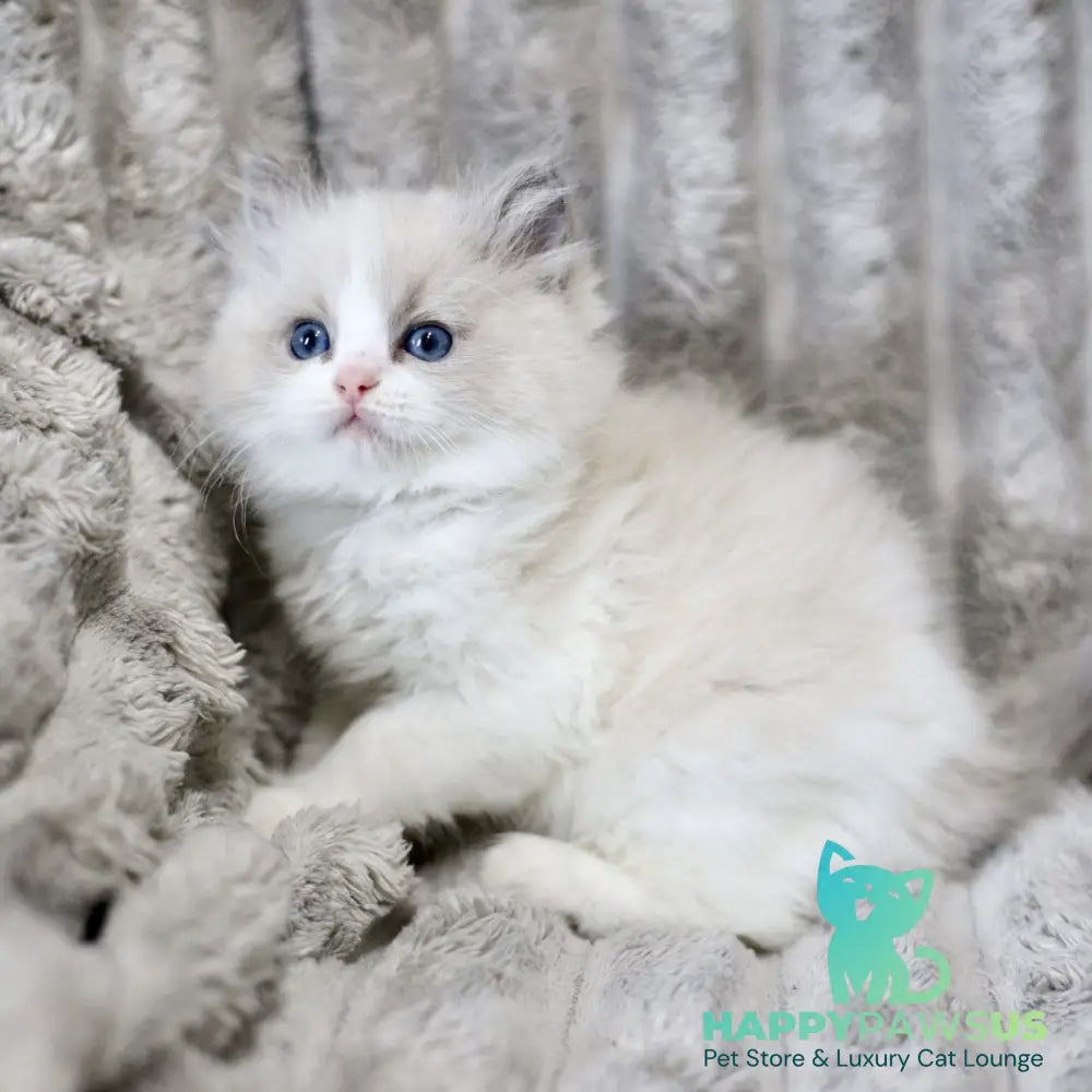 Yasmin Ragdoll female blue bicolour - live animals