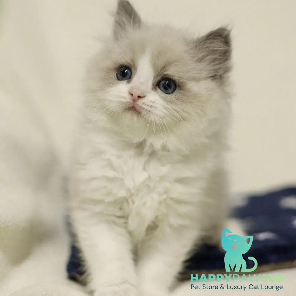 Yasmin Ragdoll female blue bicolour - live animals