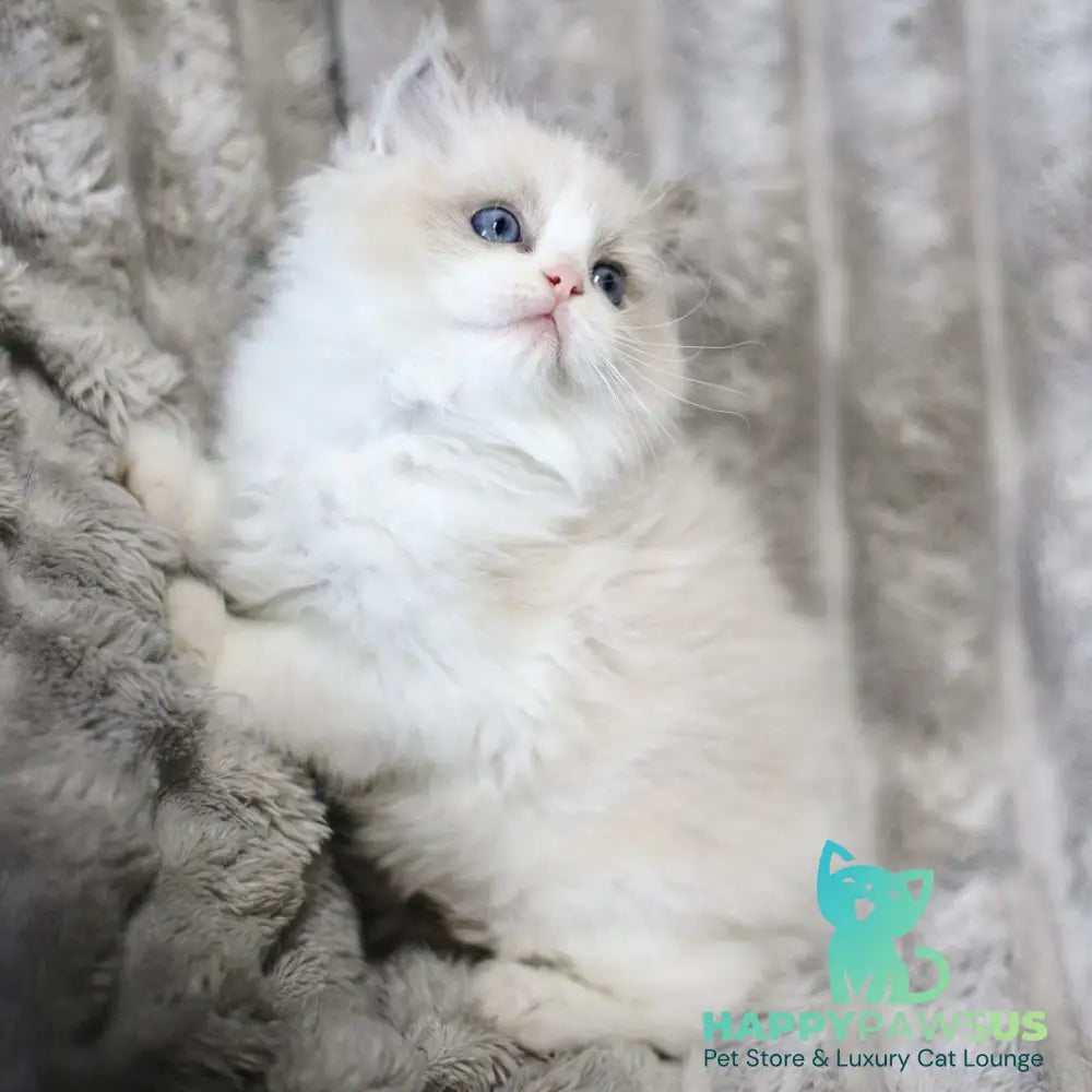 Yasmin Ragdoll female blue bicolour - live animals