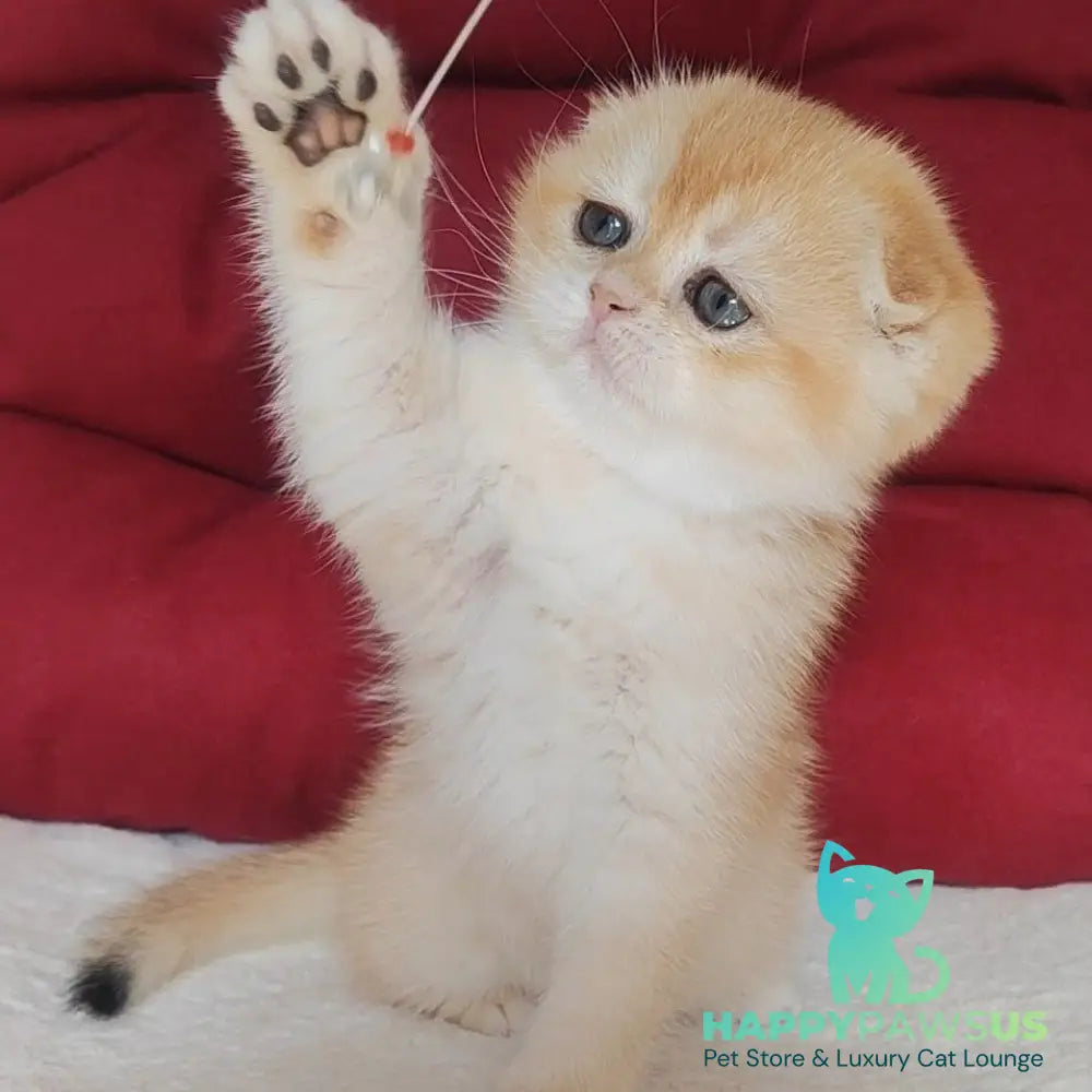 Yasmin Scottish Fold female black golden chinchilla - live animals
