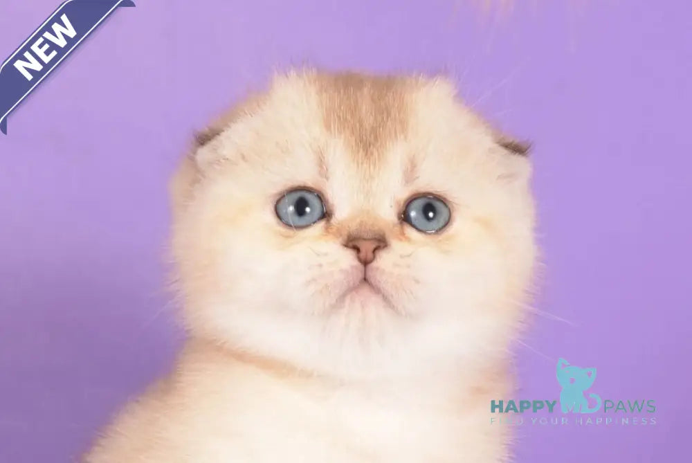 Yasmin Scottish Fold female black golden ticked tabby pointed live animals