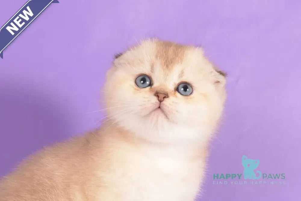 Yasmin Scottish Fold female black golden ticked tabby pointed live animals