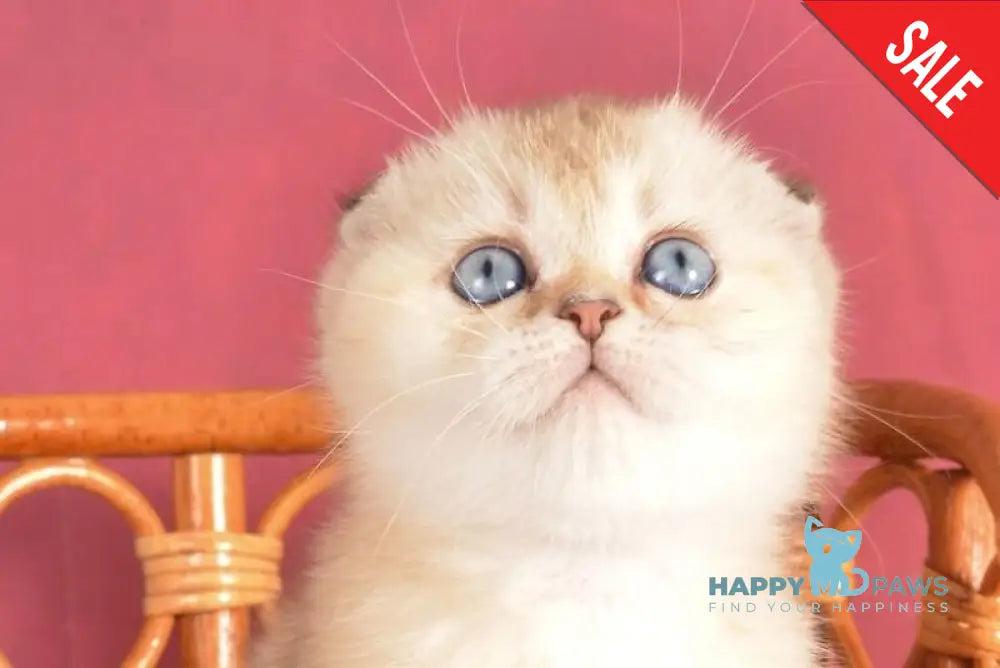 Yasmin Scottish Fold female black golden ticked tabby pointed live animals