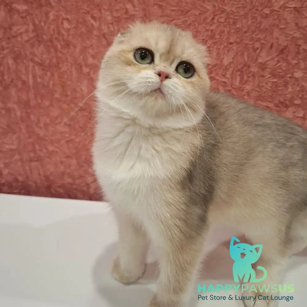 Yasmin Scottish Fold female blue golden shaded - live animals