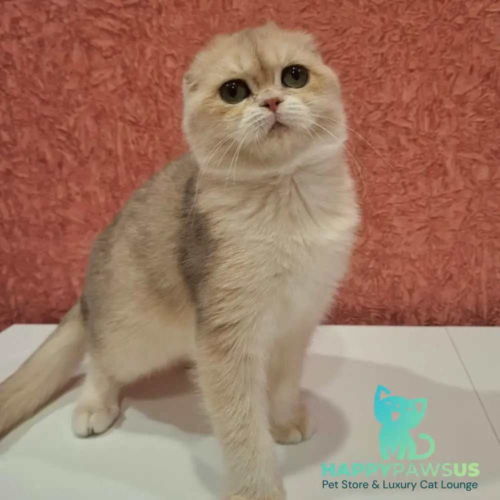 Yasmin Scottish Fold female blue golden shaded - live animals