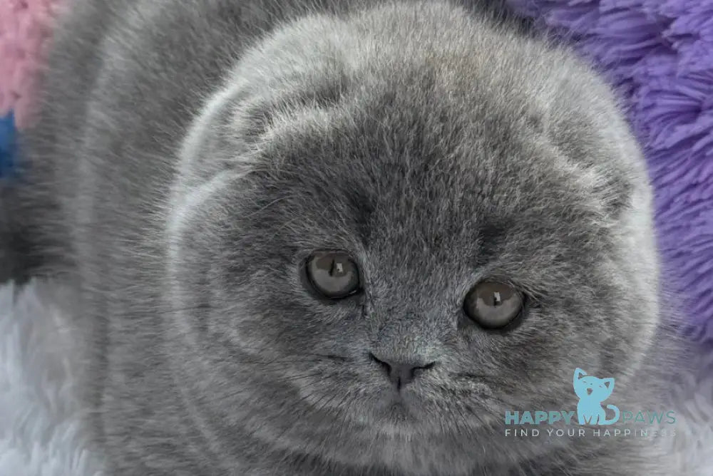 Yasmin Scottish Fold female blue live animals
