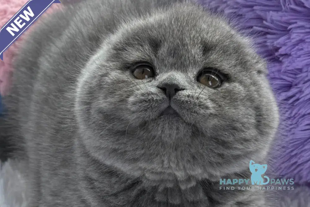 Yasmin Scottish Fold female blue live animals