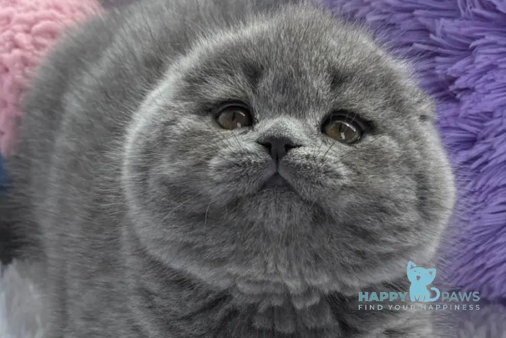 Yasmin Scottish Fold female blue live animals