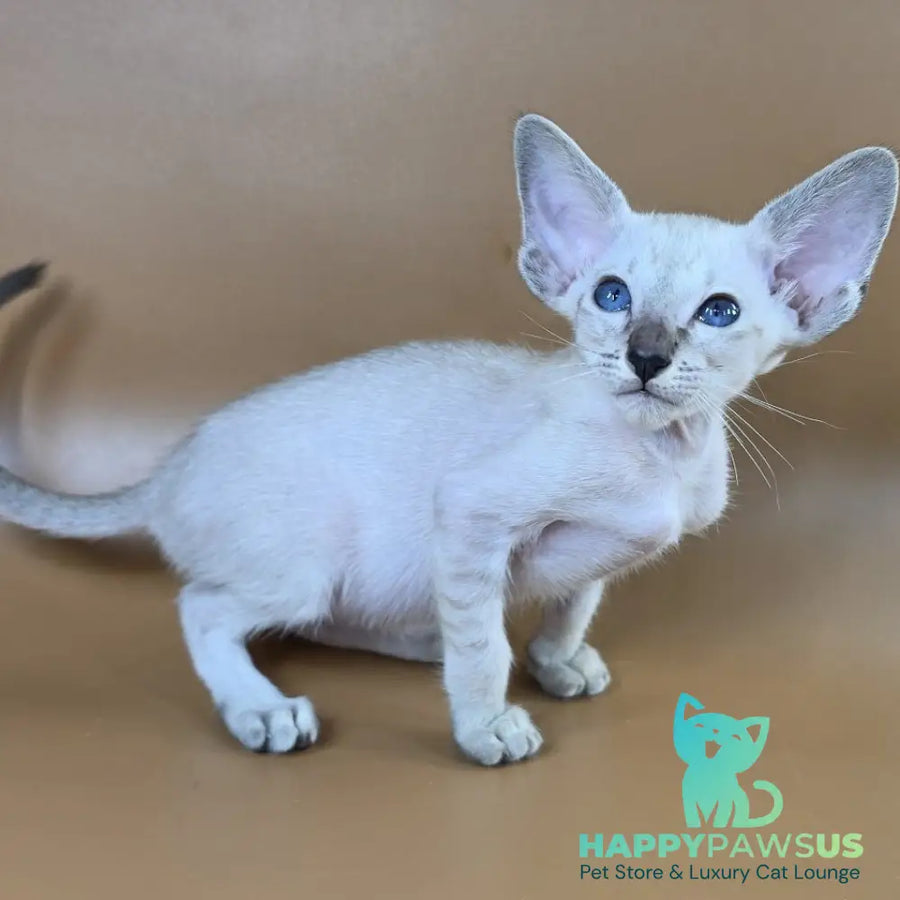 Yasmin Siamese female black spotted tabby - live animals