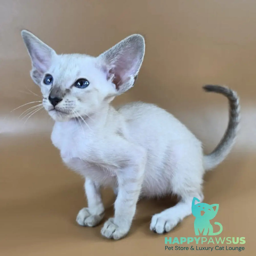 Yasmin Siamese female black spotted tabby - live animals