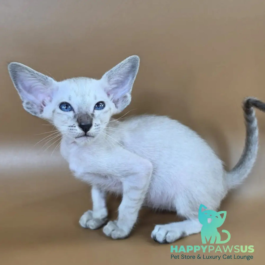 Yasmin Siamese female black spotted tabby - live animals