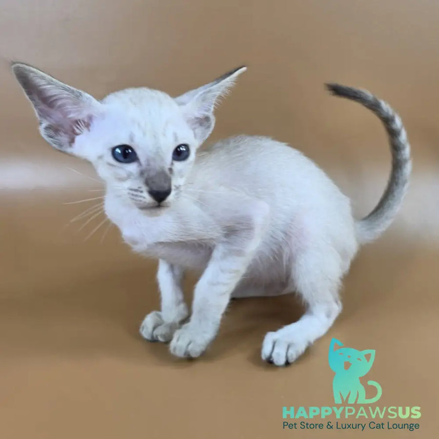 Yasmin Siamese female black spotted tabby - live animals