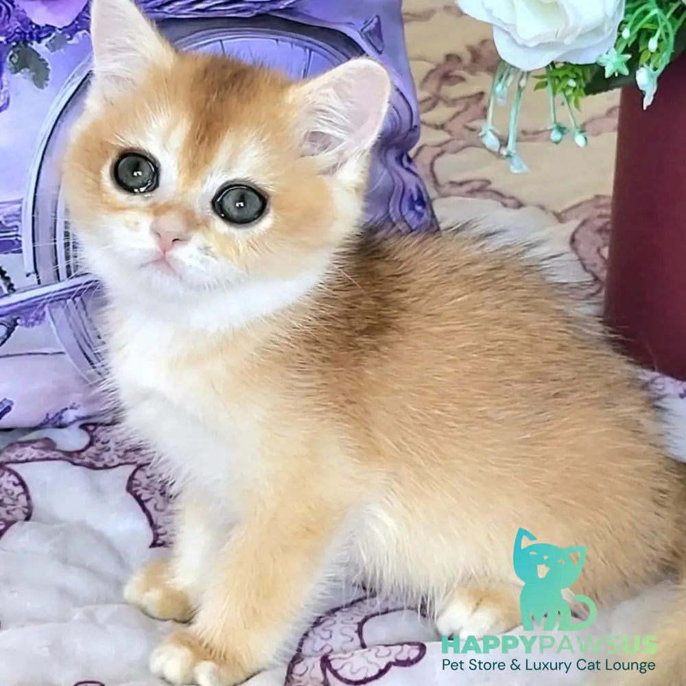 Yasmina British Shorthair female black golden chinchilla - live animals