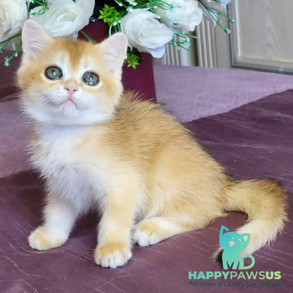 Yasmina British Shorthair female black golden chinchilla - live animals