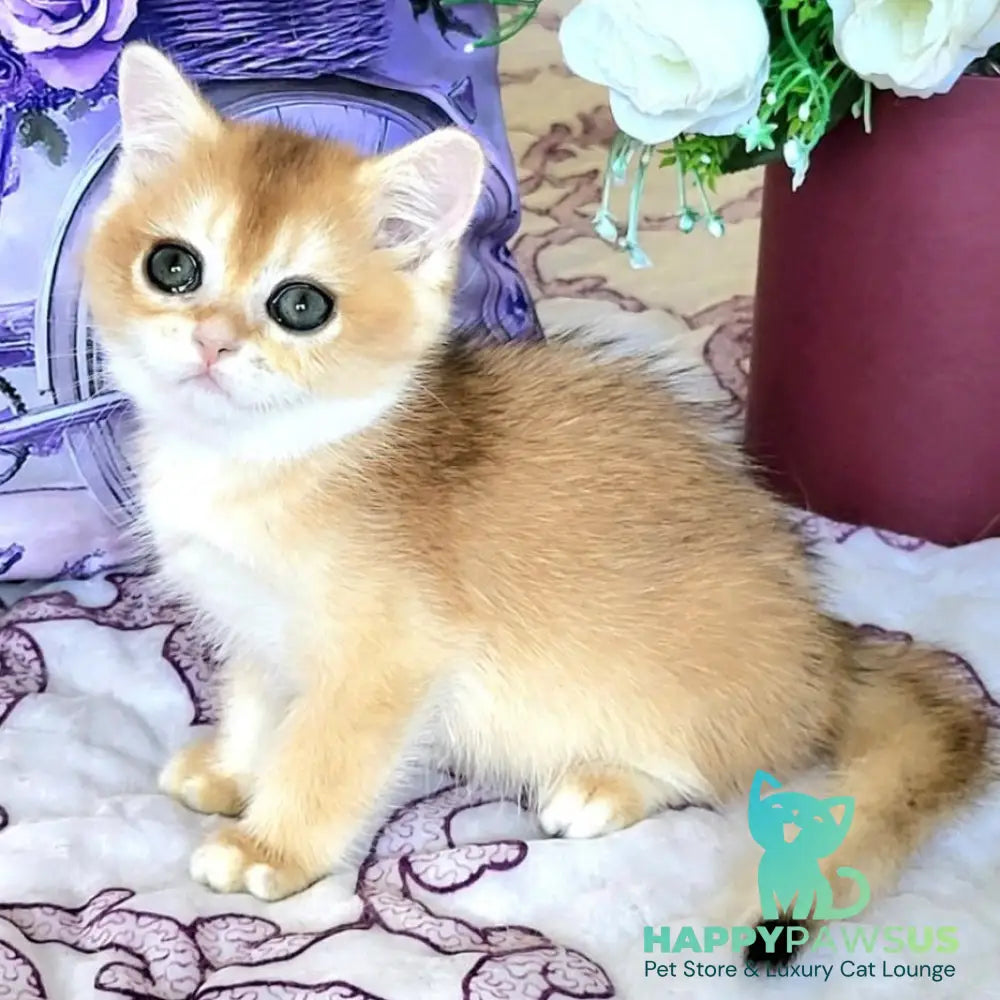 Yasmina British Shorthair female black golden chinchilla - live animals