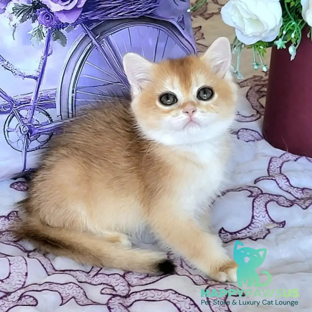 Yasmina British Shorthair female black golden chinchilla - live animals