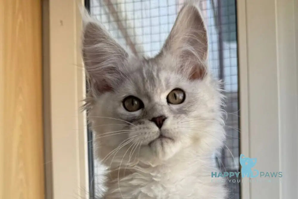 Yasmina Maine Coon polydactyl female black silver tabby live animals