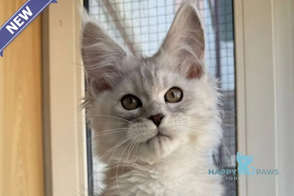 Yasmina Maine Coon polydactyl female black silver tabby live animals