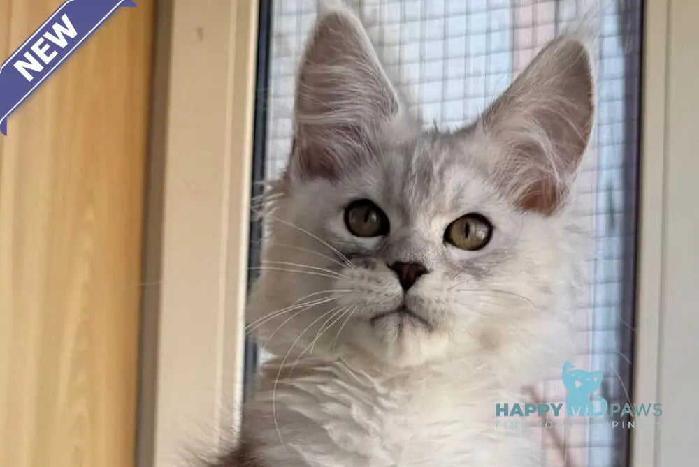 Yasmina Maine Coon polydactyl female black silver tabby live animals