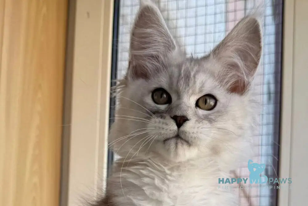 Yasmina Maine Coon polydactyl female black silver tabby live animals