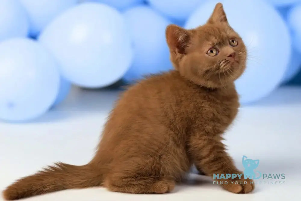 Yasmine British Shorthair female cinnamon live animals