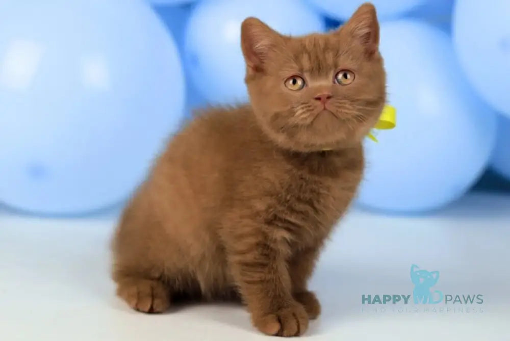 Yasmine British Shorthair female cinnamon live animals