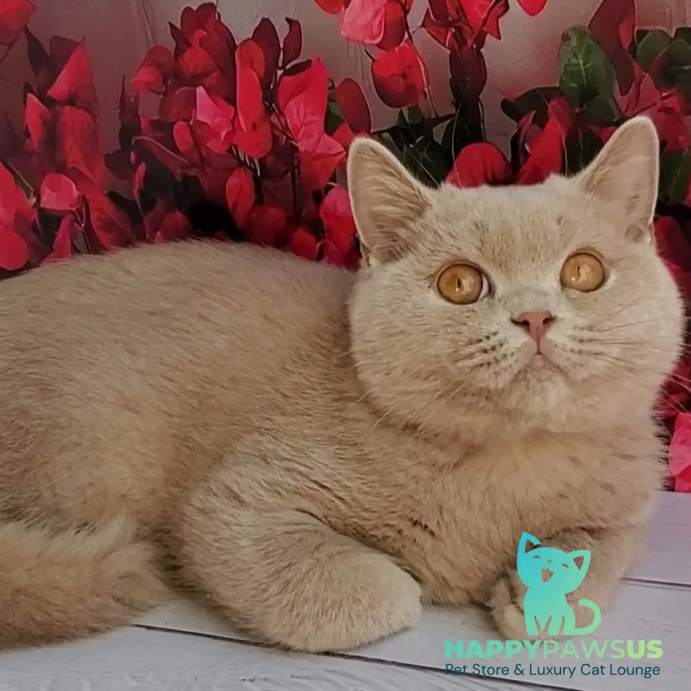 Yasmine British Shorthair female fawn - live animals