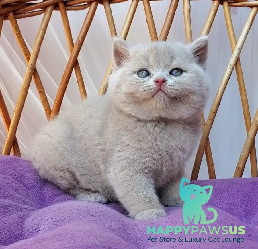Yasmine British Shorthair female fawn - live animals