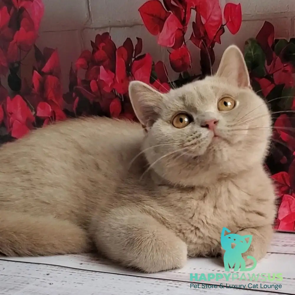 Yasmine British Shorthair female fawn - live animals