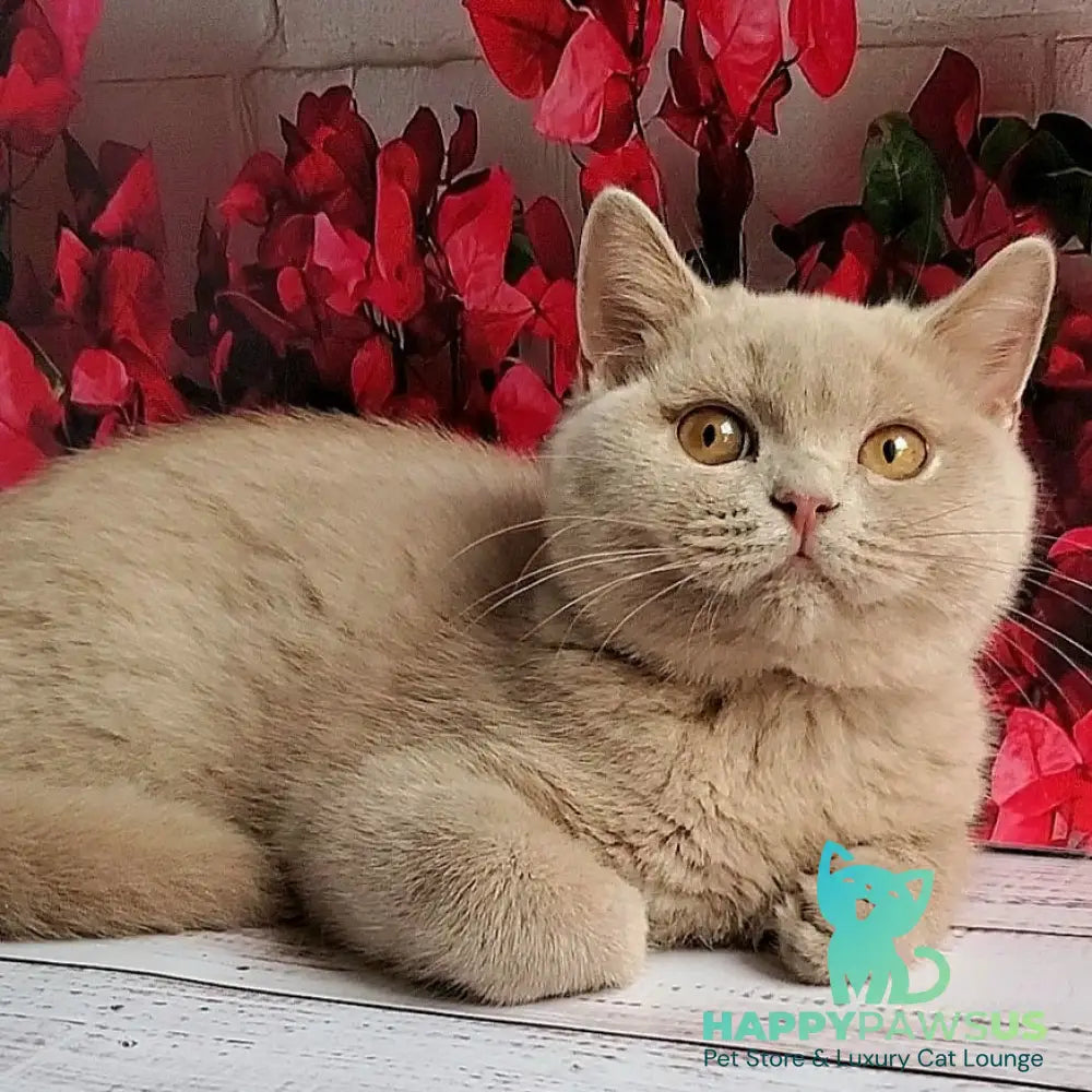 Yasmine British Shorthair female fawn - live animals