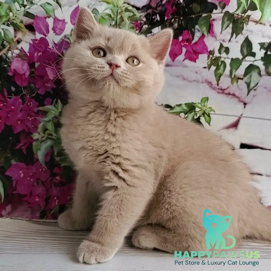 Yasmine British Shorthair female fawn - live animals
