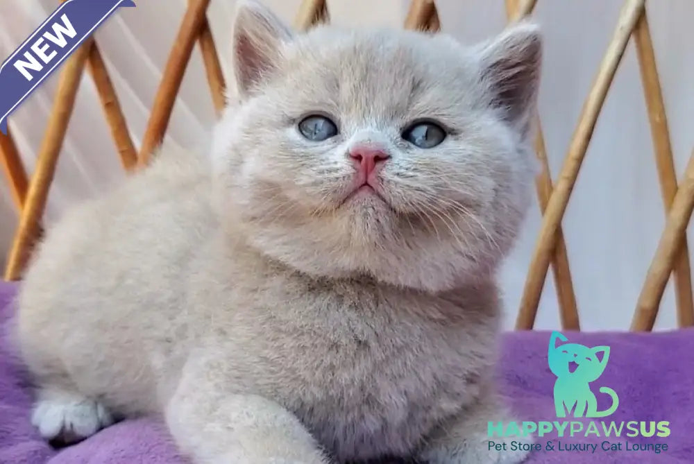Yasmine British Shorthair female fawn - live animals