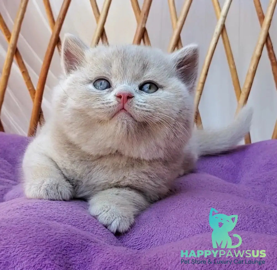 Yasmine British Shorthair female fawn - live animals