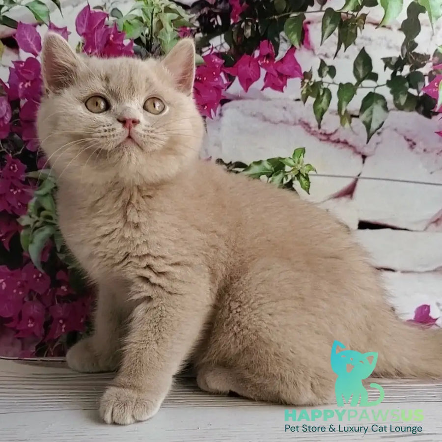 Yasmine British Shorthair female fawn - live animals