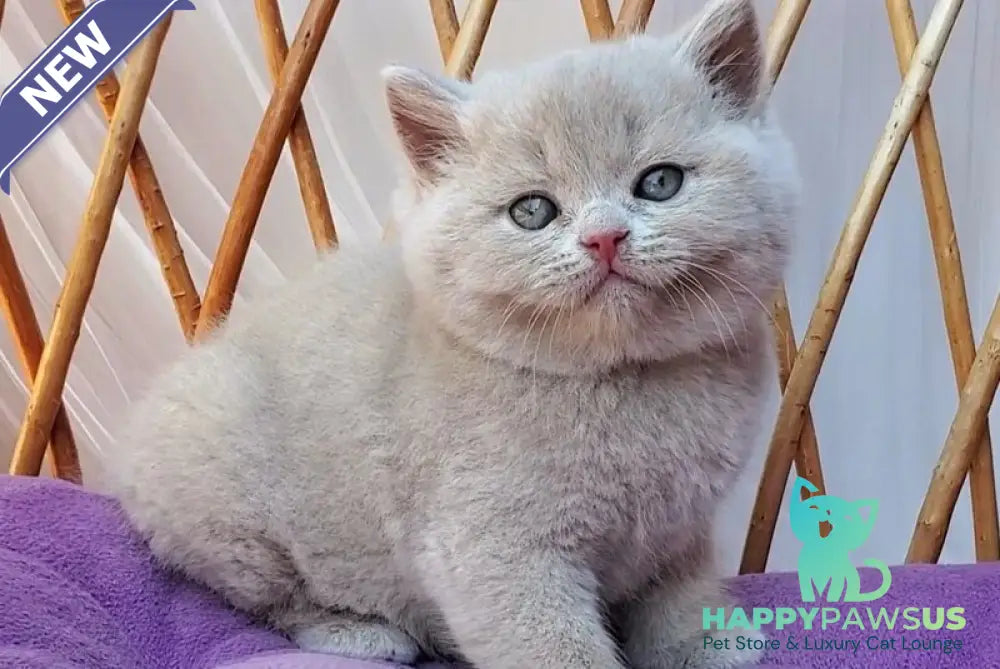 Yasmine British Shorthair female fawn - live animals