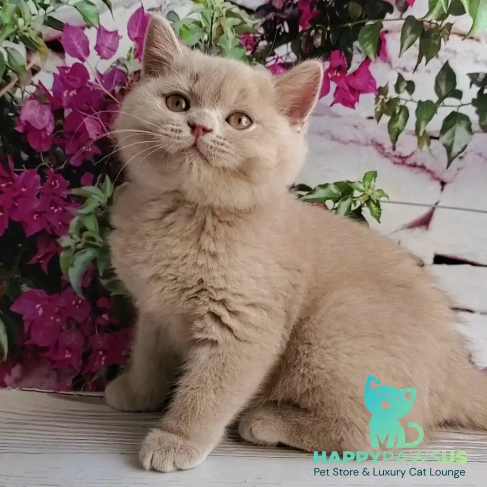 Yasmine British Shorthair female fawn - live animals