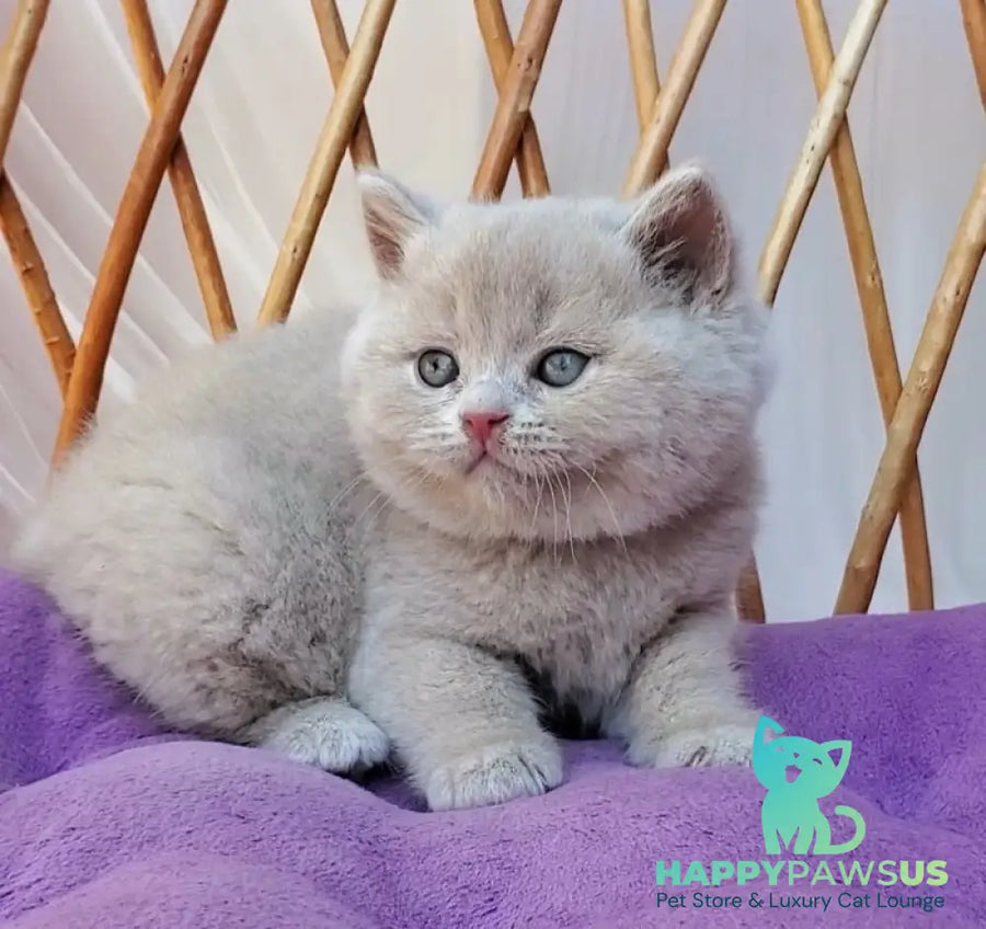 Yasmine British Shorthair female fawn - live animals