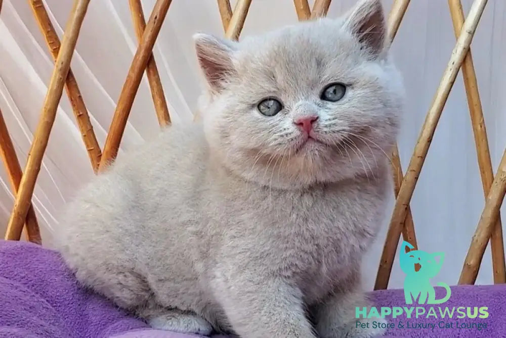 Yasmine British Shorthair female fawn - live animals