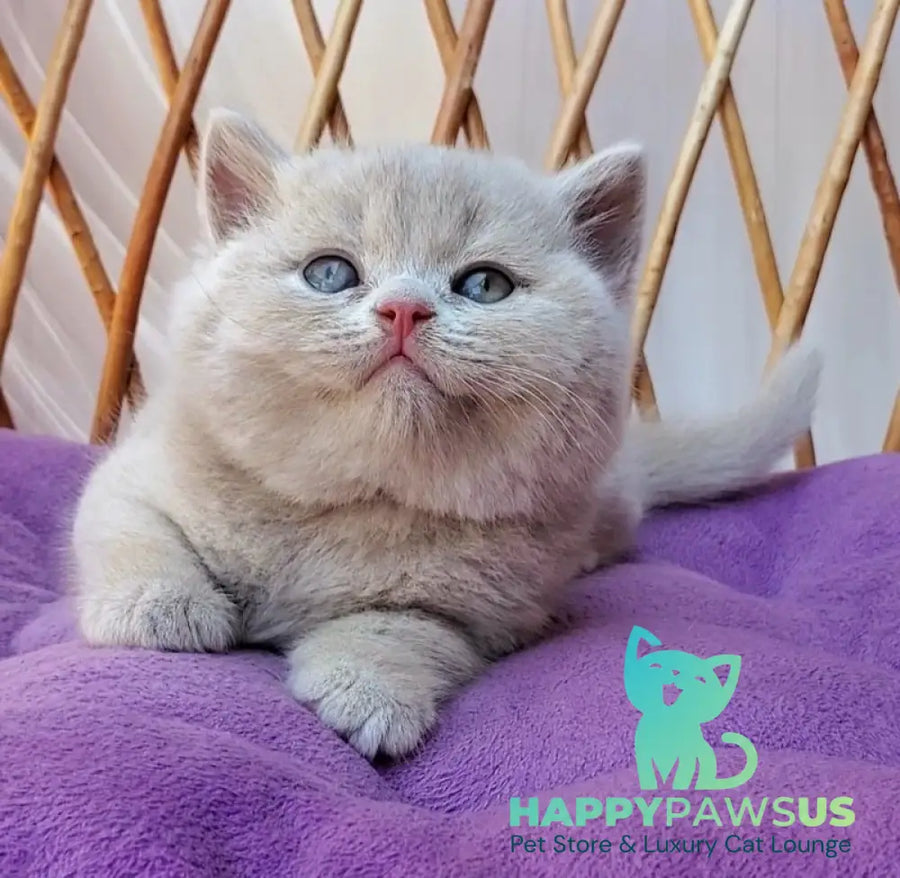 Yasmine British Shorthair female fawn - live animals