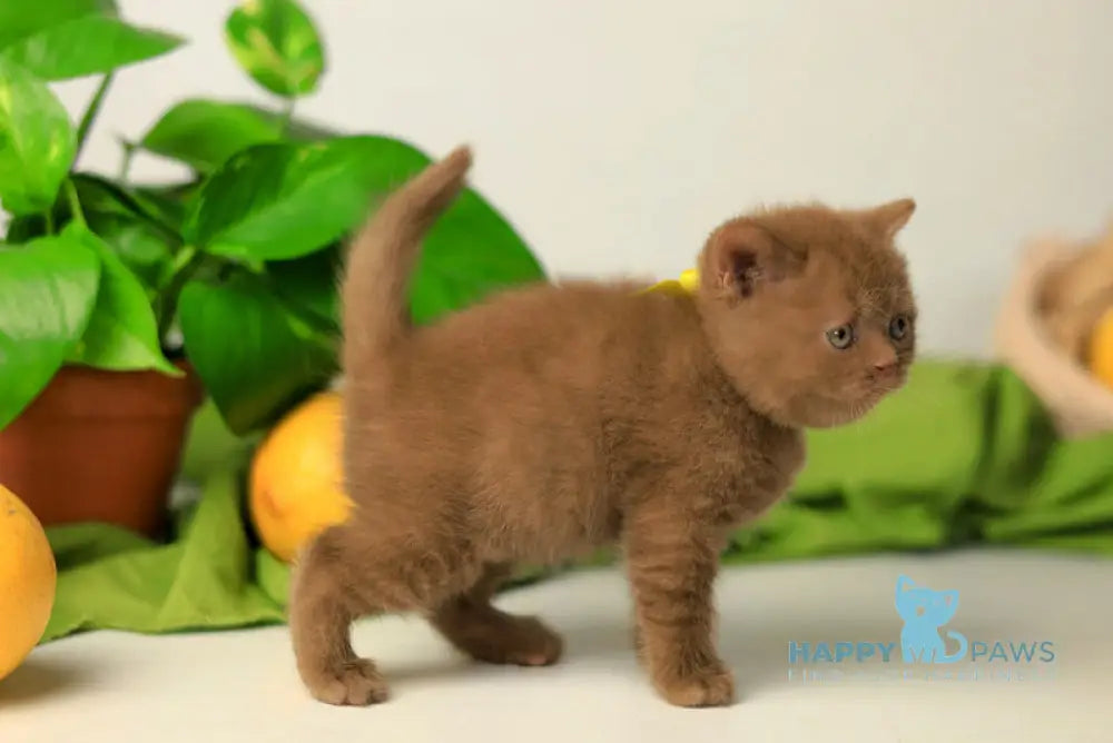 Yasna British Shorthair female cinnamon live animals