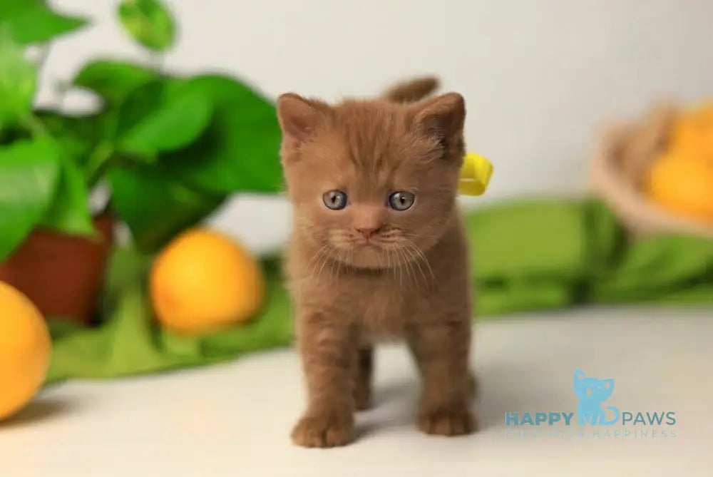 Yasna British Shorthair female cinnamon live animals