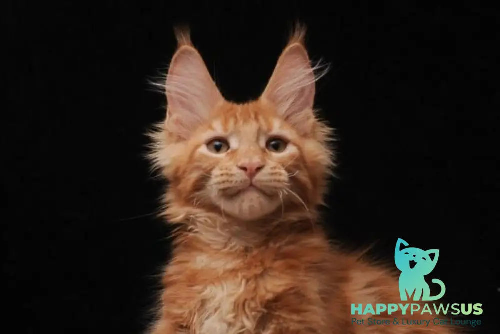 Yason Maine Coon male red live animals