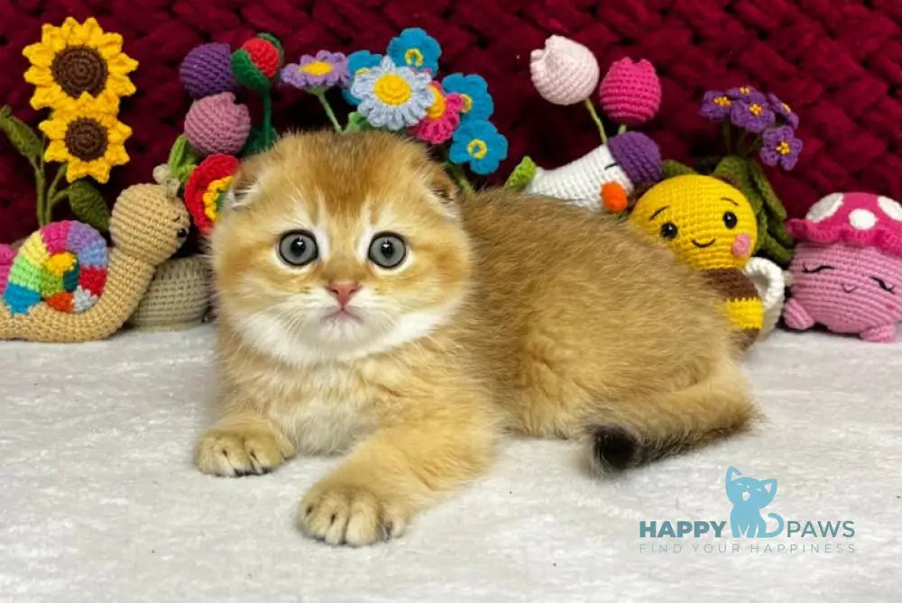 Yason Scottish Fold male black golden shaded live animals