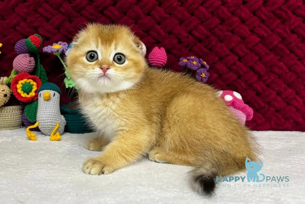 Yason Scottish Fold male black golden shaded live animals