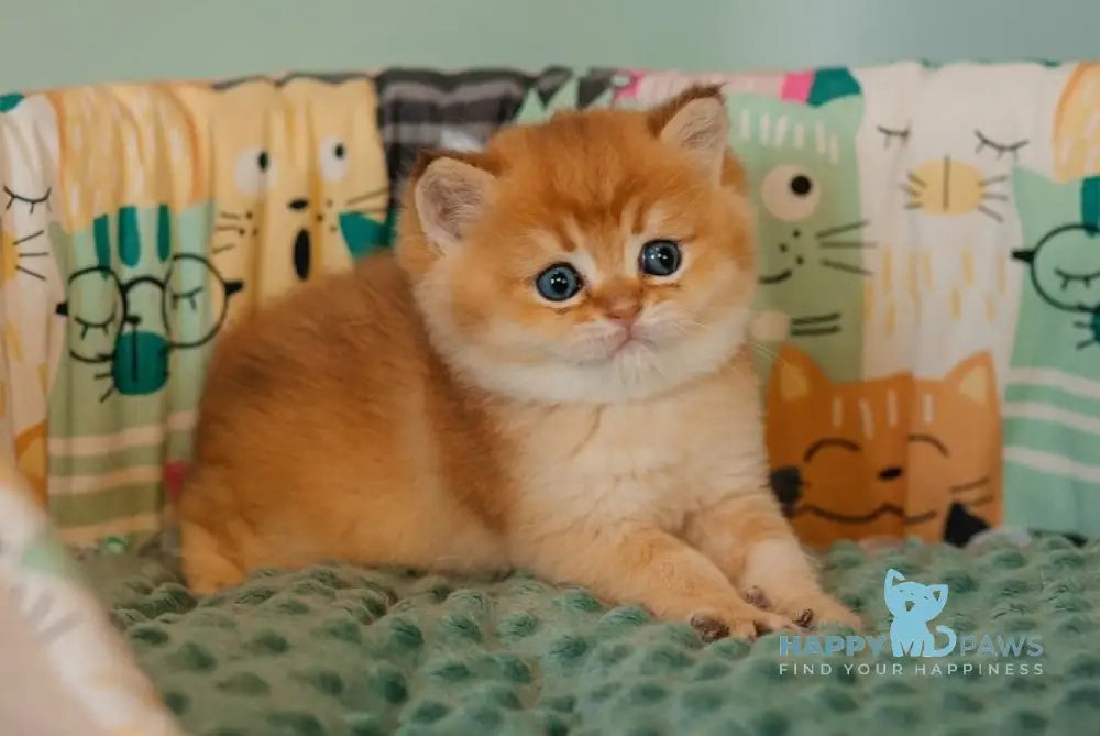 Yason Scottish Straight male black golden shaded live animals