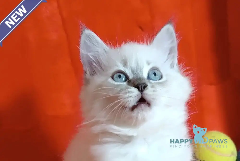 Yassa Siberian female blue tabby pointed live animals