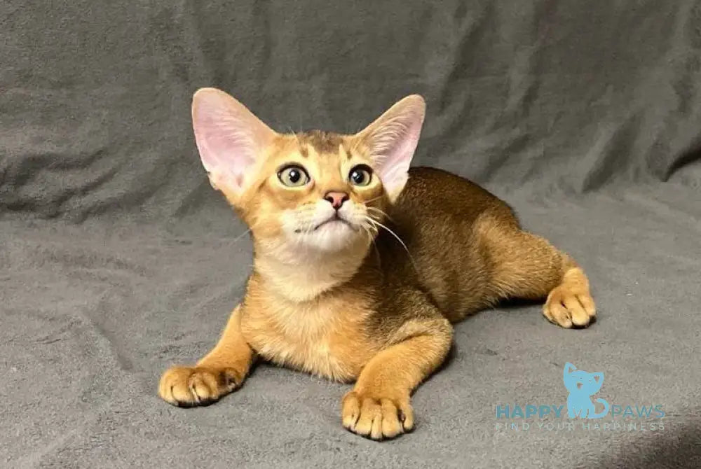 Yasson Abyssinian male black live animals