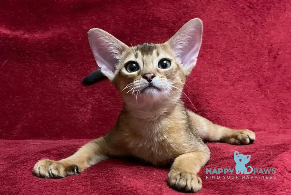 Yasson Abyssinian male black live animals