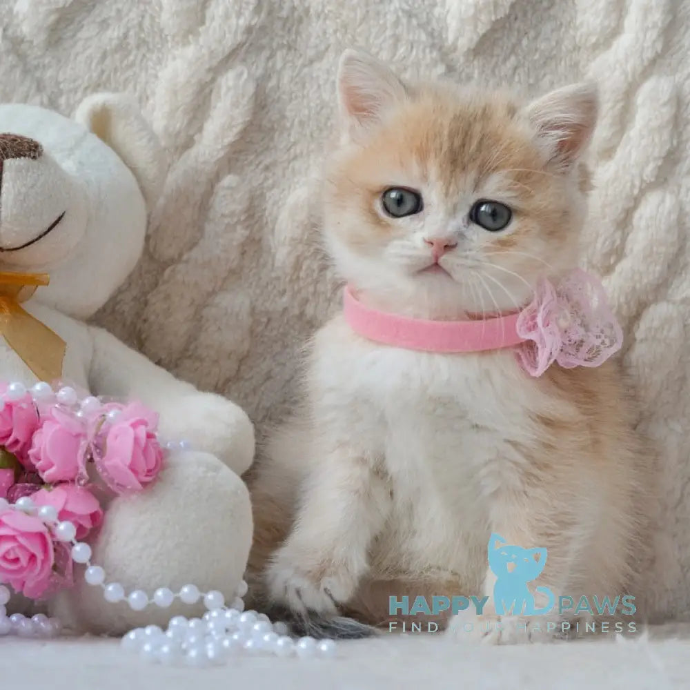 Yasya British Shorthair female blue golden shaded live animals